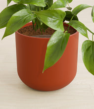 Load image into Gallery viewer, Earth Red stand:all