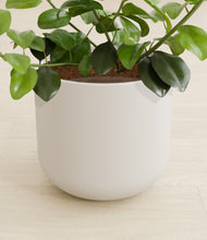 Load image into Gallery viewer, Natural Bamboo stand:all