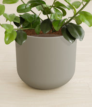 Load image into Gallery viewer, Sage Green stand:all