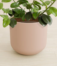 Load image into Gallery viewer, Sandy Pink stand:all