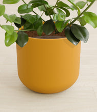 Load image into Gallery viewer, Sunset Orange stand:all