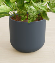 Load image into Gallery viewer, Iron Gray stand:all