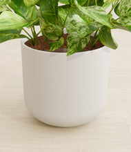 Load image into Gallery viewer, Natural Bamboo stand:all