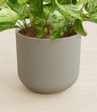 Load image into Gallery viewer, Sage Green stand:all