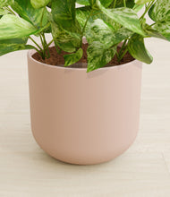 Load image into Gallery viewer, Sandy Pink stand:all