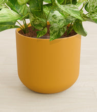 Load image into Gallery viewer, Sunset Orange stand:all