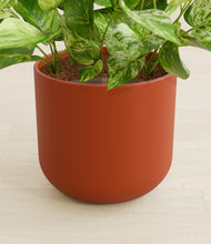 Load image into Gallery viewer, Earth Red stand:all