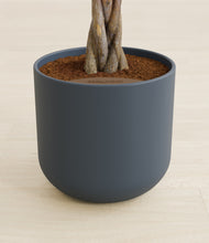 Load image into Gallery viewer, Iron Gray stand:all