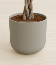 Load image into Gallery viewer, Sage Green stand:all