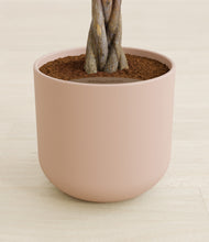 Load image into Gallery viewer, Sandy Pink stand:all