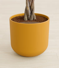 Load image into Gallery viewer, Sunset Orange stand:all