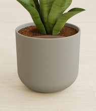 Load image into Gallery viewer, Sage Green stand:all