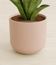 Load image into Gallery viewer, Sandy Pink stand:all