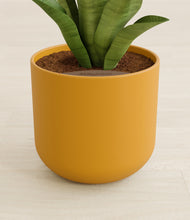 Load image into Gallery viewer, Sunset Orange stand:all