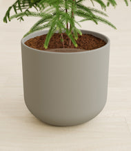 Load image into Gallery viewer, Sage Green stand:all