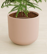 Load image into Gallery viewer, Sandy Pink stand:all