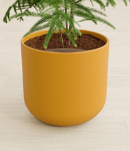 Load image into Gallery viewer, Sunset Orange stand:all