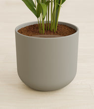 Load image into Gallery viewer, Sage Green stand:all