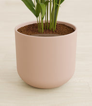 Load image into Gallery viewer, Sandy Pink stand:all