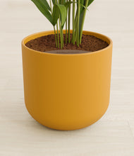 Load image into Gallery viewer, Sunset Orange stand:all