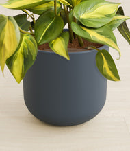 Load image into Gallery viewer, Iron Gray stand:all