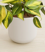 Load image into Gallery viewer, Natural Bamboo stand:all