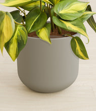 Load image into Gallery viewer, Sage Green stand:all