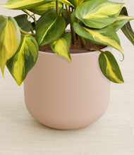 Load image into Gallery viewer, Sandy Pink stand:all