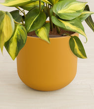 Load image into Gallery viewer, Sunset Orange stand:all