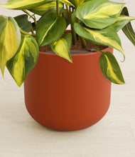 Load image into Gallery viewer, Earth Red stand:all