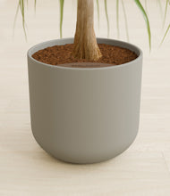 Load image into Gallery viewer, Sage Green stand:all