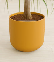 Load image into Gallery viewer, Sunset Orange stand:all