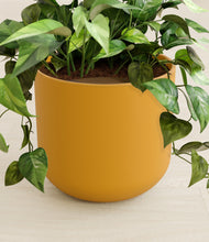 Load image into Gallery viewer, Sunset Orange stand:all