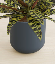 Load image into Gallery viewer, Iron Gray stand:all