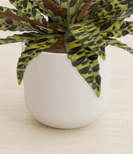 Load image into Gallery viewer, Natural Bamboo stand:all