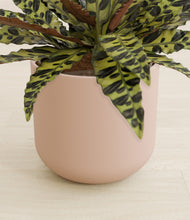 Load image into Gallery viewer, Sandy Pink stand:all