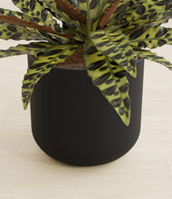 Load image into Gallery viewer, Stone Black stand:all