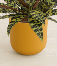 Load image into Gallery viewer, Sunset Orange stand:all