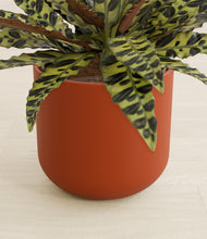 Load image into Gallery viewer, Earth Red stand:all