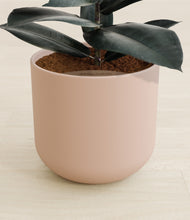 Load image into Gallery viewer, Sandy Pink stand:all