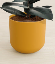 Load image into Gallery viewer, Sunset Orange stand:all