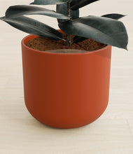 Load image into Gallery viewer, Earth Red stand:all