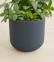 Load image into Gallery viewer, Iron Gray stand:all