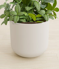 Load image into Gallery viewer, Natural Bamboo stand:all