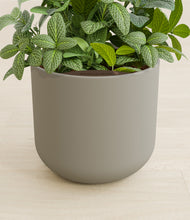 Load image into Gallery viewer, Sage Green stand:all