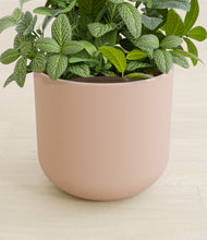 Load image into Gallery viewer, Sandy Pink stand:all