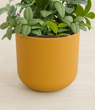 Load image into Gallery viewer, Sunset Orange stand:all