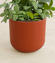 Load image into Gallery viewer, Earth Red stand:all