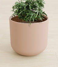 Load image into Gallery viewer, Sandy Pink stand:all