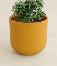 Load image into Gallery viewer, Sunset Orange stand:all